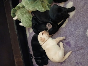 7 Labrador Retriever til salg på købhund.dk