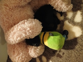 7 Labrador Retriever til salg på købhund.dk