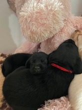 7 Labrador Retriever til salg på købhund.dk