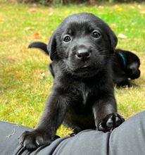 7 Labrador Retriever til salg på købhund.dk