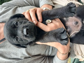 7 Labrador Retriever til salg på købhund.dk