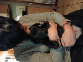 7 Labrador Retriever til salg på købhund.dk