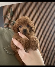 6 Pudel, dværg til salg på købhund.dk