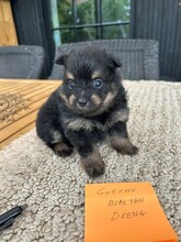 7 Kleinspitz til salg på købhund.dk