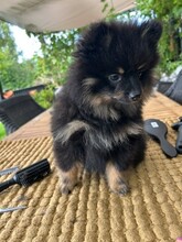 7 Kleinspitz til salg på købhund.dk
