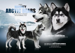 7 Alaskan Malamute til salg på købhund.dk
