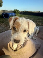 4 Parson Russell Terrier til salg på købhund.dk