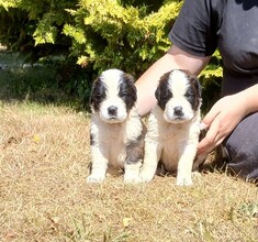 4 Sankt Bernhardshund, langhåret til salg på købhund.dk