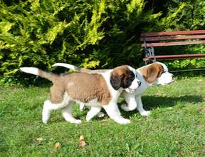 4 Sankt Bernhardshund, langhåret til salg på købhund.dk