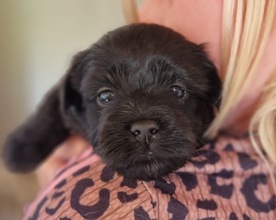 5 Bichon Havanais til salg på købhund.dk