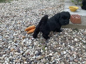 5 Bichon Havanais til salg på købhund.dk