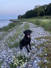 10 Labrador Retriever til salg på købhund.dk