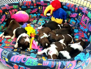 8 Shih Tzu til salg på købhund.dk
