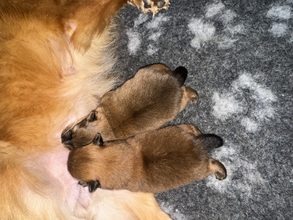 2 Volpino Italiano til salg på købhund.dk