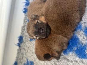 2 Volpino Italiano til salg på købhund.dk