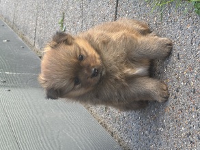 2 Volpino Italiano til salg på købhund.dk