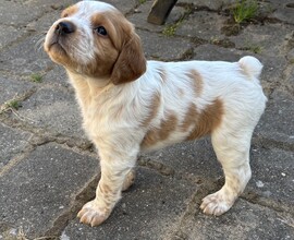 7 Breton til salg på købhund.dk