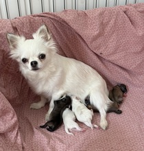 5 Chihuahua, langhåret til salg på købhund.dk