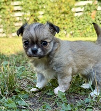 5 Chihuahua, langhåret til salg på købhund.dk