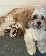 5 Bichon Havanais til salg på købhund.dk