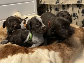 7 Ruhåret Hønsehund til salg på købhund.dk