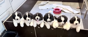 7 Landseer til salg på købhund.dk