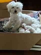 5 Coton de Tulear til salg på købhund.dk