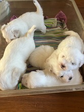 5 Coton de Tulear til salg på købhund.dk