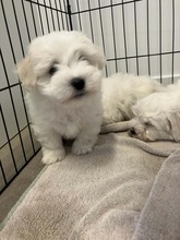 5 Coton de Tulear til salg på købhund.dk