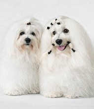 3 Coton de Tulear til salg på købhund.dk
