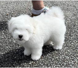 3 Coton de Tulear til salg på købhund.dk