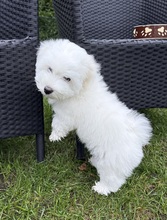 3 Coton de Tulear til salg på købhund.dk