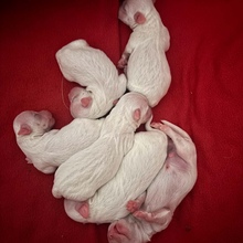 6 Coton de Tulear til salg på købhund.dk