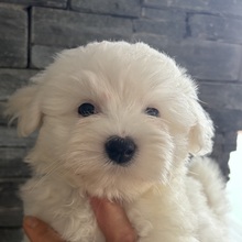 6 Coton de Tulear til salg på købhund.dk