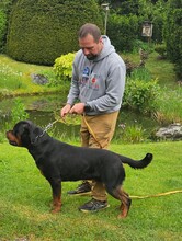 6 Rottweiler til salg på købhund.dk