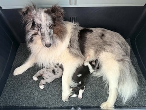 2 Shetland Sheepdog til salg på købhund.dk