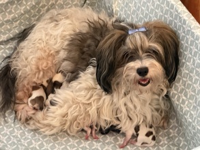 7 Bichon Havanais til salg på købhund.dk