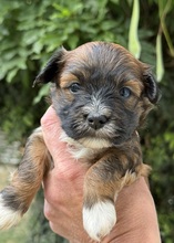 7 Bichon Havanais til salg på købhund.dk