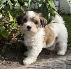 7 Bichon Havanais til salg på købhund.dk