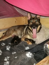 5 Schæferhund, stockhåret til salg på købhund.dk