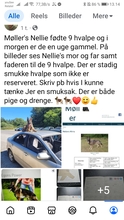 5 Schæferhund, stockhåret til salg på købhund.dk
