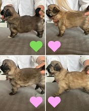 4 Tibetansk Spaniel til salg på købhund.dk