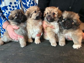 4 Tibetansk Spaniel til salg på købhund.dk