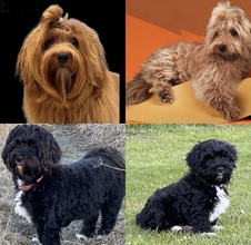 9 Bichon Havanais til salg på købhund.dk