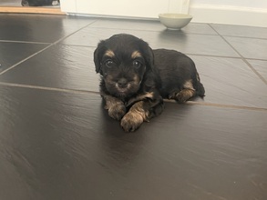 9 Bichon Havanais til salg på købhund.dk