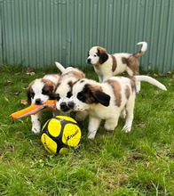13 Sankt Bernhardshund, langhåret til salg på købhund.dk