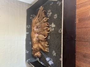 7 Golden Retriever til salg på købhund.dk