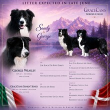 5 Border Collie til salg på købhund.dk