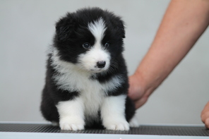 5 Border Collie til salg på købhund.dk