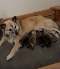 4 Islandsk Fårehund til salg på købhund.dk